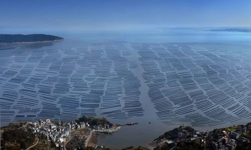 洞頭區(qū) 以科技創(chuàng)新澎湃海洋經(jīng)濟(jì)高質(zhì)量發(fā)展新動(dòng)能，海水養(yǎng)殖技術(shù)研發(fā)走在前列