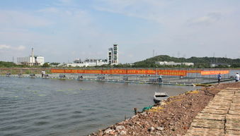 創新養殖模式 720畝鱖魚全飼料跑道養殖基地引關注